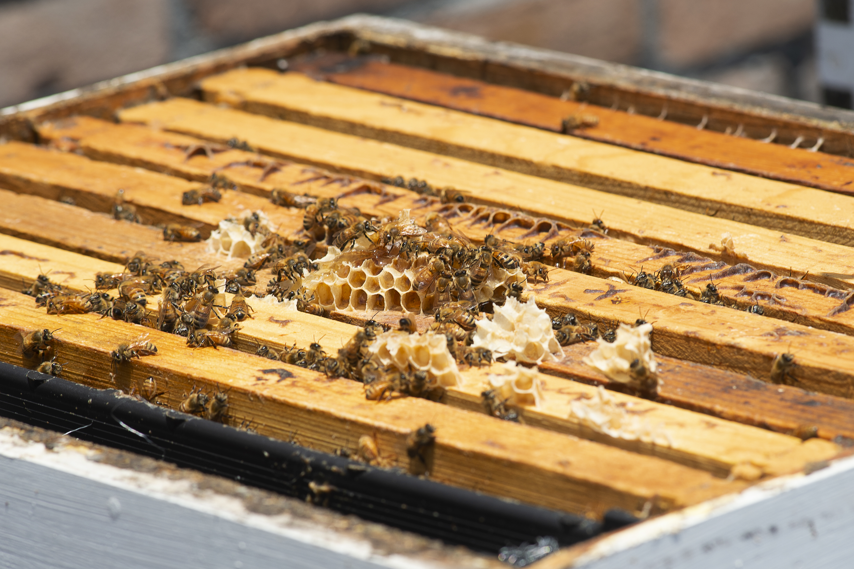 AgCenter entomologist studies physiological pathways’ role in honeybee health, controlling pest populations 